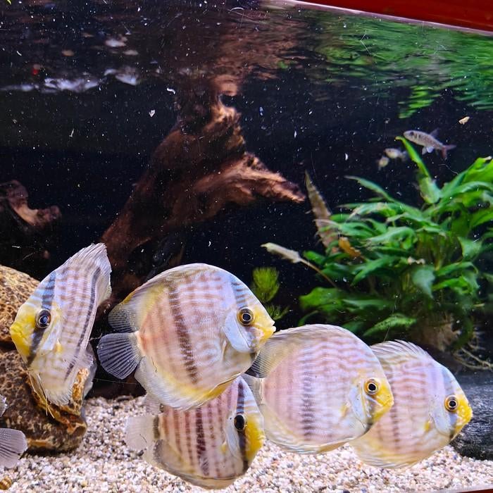 Symphysodon discus, Vis