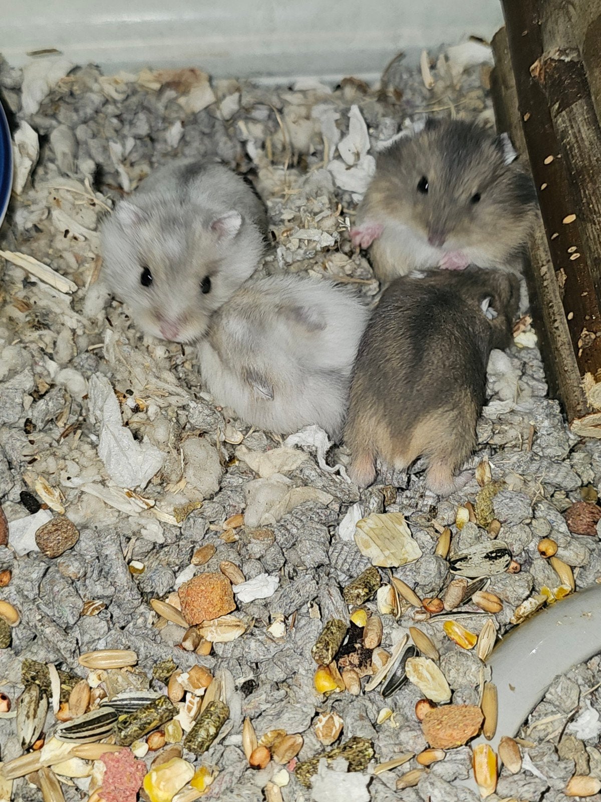 Dwerghamsters te koop, Dieren en Toebehoren, Hamster, Juni, Meerdere dieren, Tam