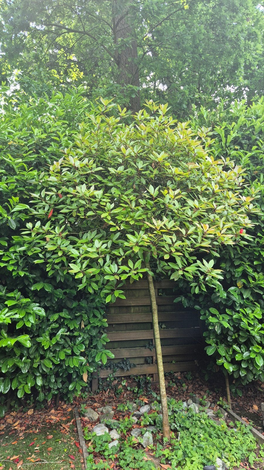 4x grote Photinia (Red Robin) glansmispel, Ophalen, Halfschaduw, Overige soorten, Lente
