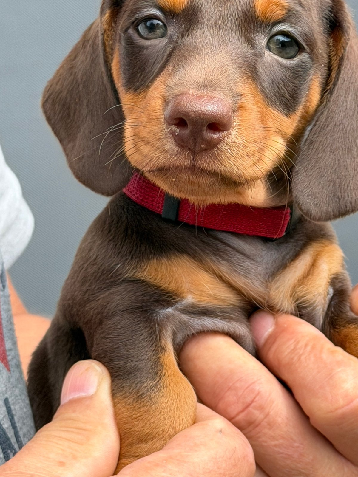 Te koop Dwergteckel pup 7 weken oud, Dieren en Toebehoren, Honden | Teckels en Dashonden, Parvo, 8 tot 15 weken, Korthaar, Dwerg