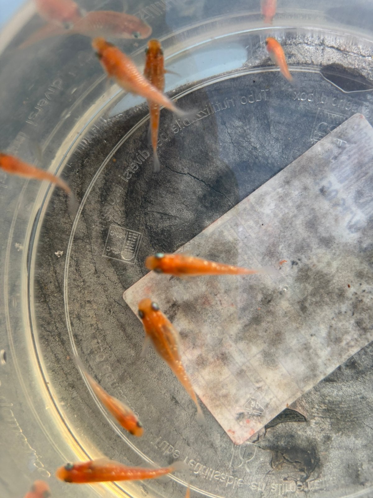 Medaka diverse soorten, Dieren en Toebehoren, Overige soorten