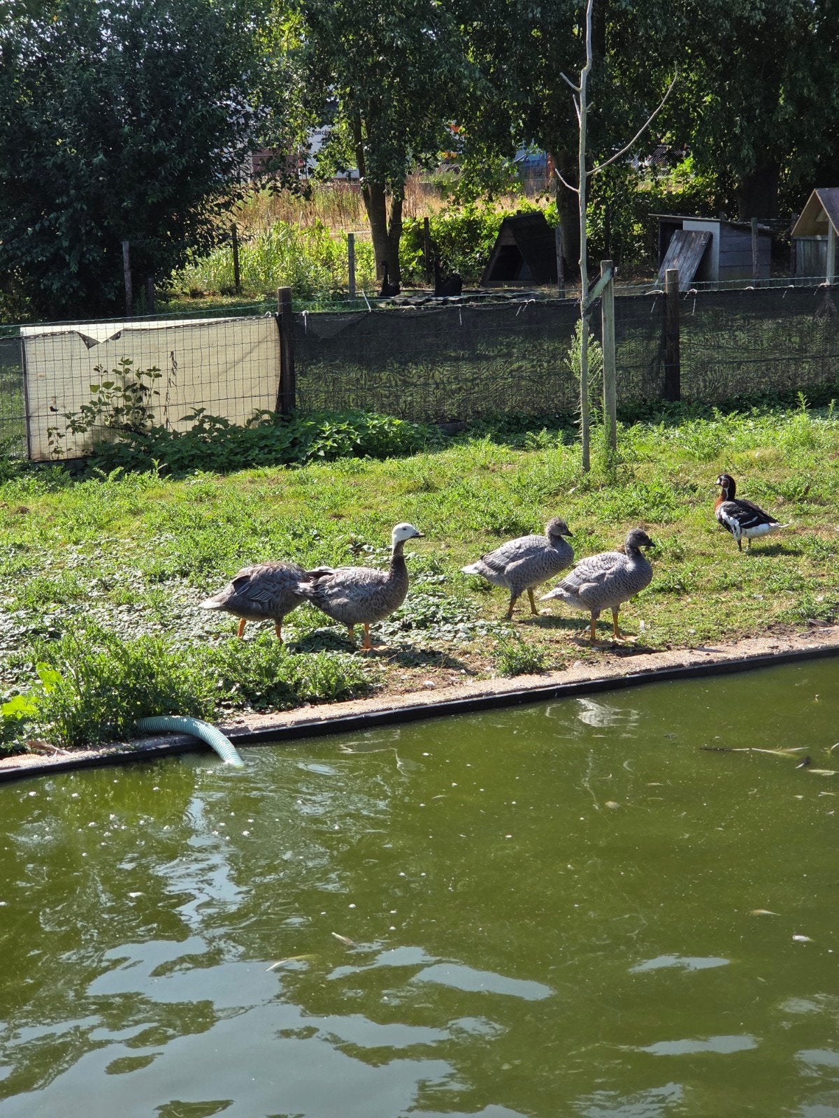 Sierganzen te koop, Dieren en Toebehoren, Pluimvee, Meerdere dieren, Gans of Zwaan