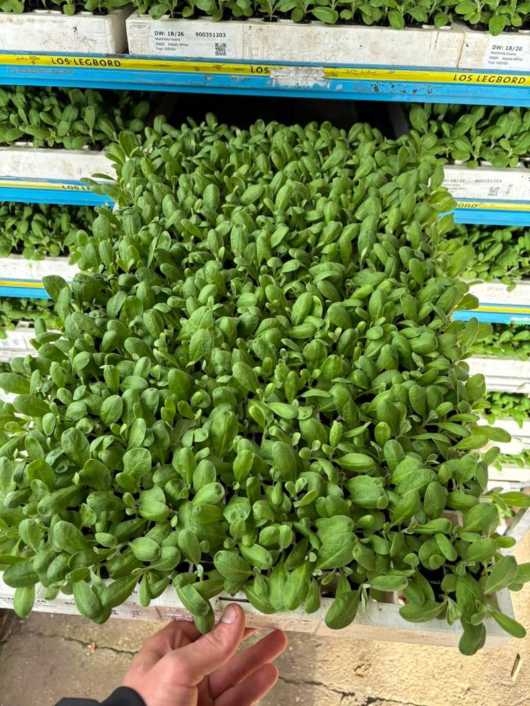 Violieren plantjes, Tuin en Terras, Planten | Struiken en Hagen, Ophalen, Overige soorten, Minder dan 100 cm