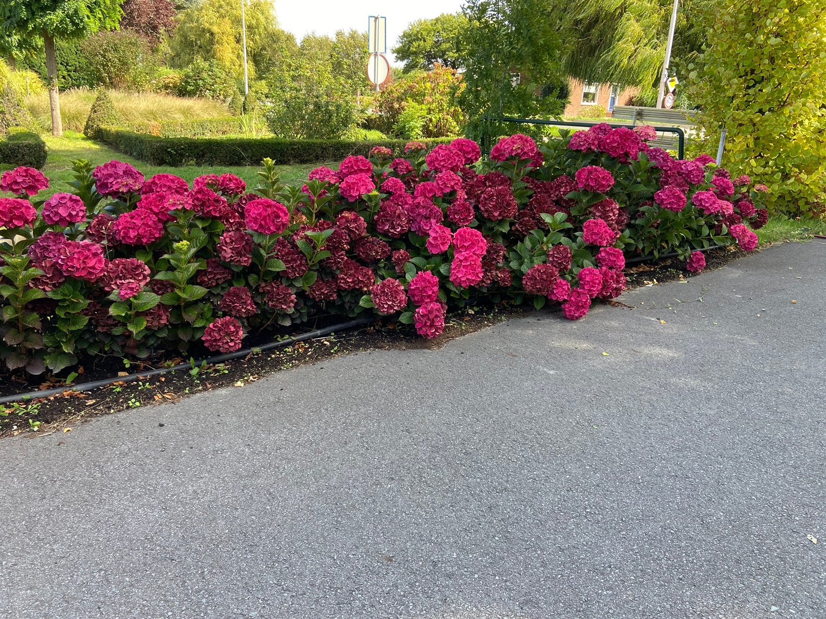 Foto 3 van Goed vertakte hortensia planten