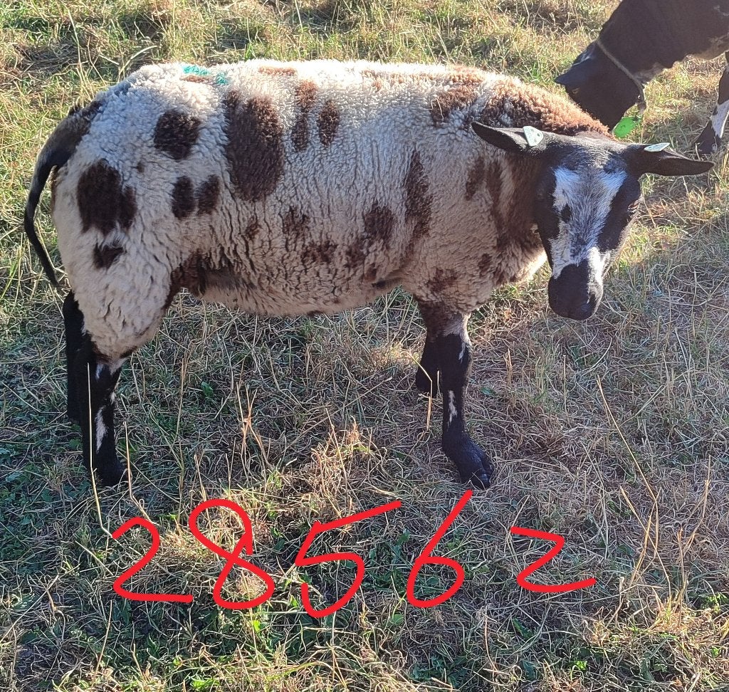 Bonte Ooilammeren (5 stuks), Vrouwelijk, Schaap, 0 tot 2 jaar