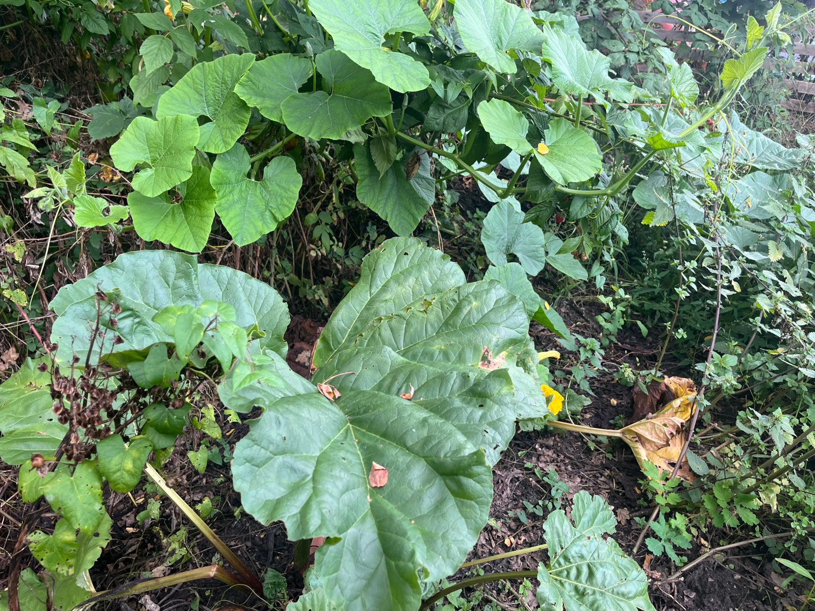 Mooie,  grote biologische rabarber planten te koop., Tuin en Terras, Planten | Tuinplanten, Ophalen, Volle zon, Lente, Groenteplanten