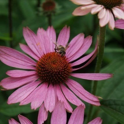 Echinacea purpurea Magnus in een p9 pot en 2 liter pot., Volle zon, Vaste plant, Zomer, Ophalen