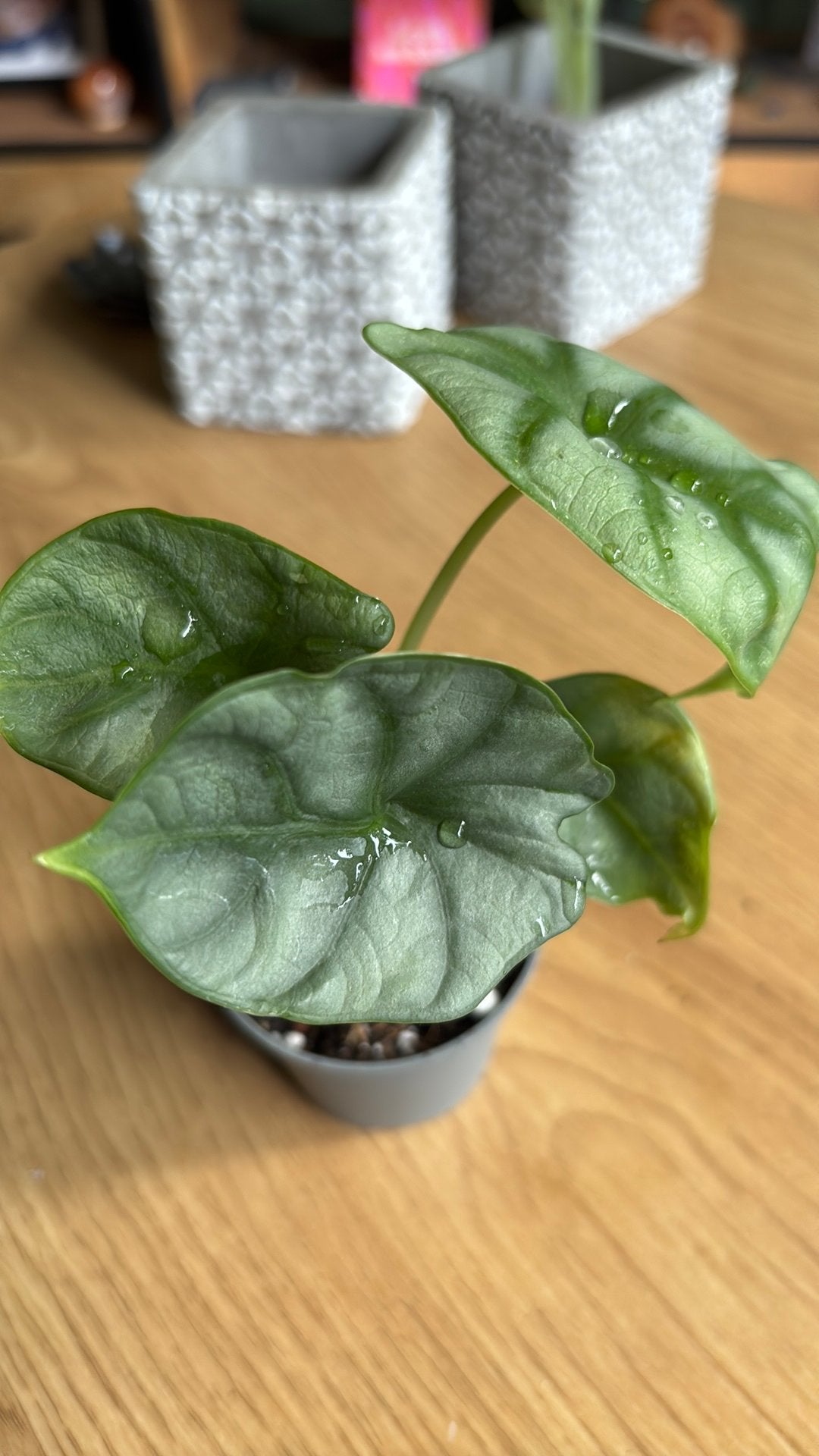 Alocasia Silver Dragon plantje (baby), Overige soorten, Minder dan 100 cm, Groene kamerplant, Halfschaduw
