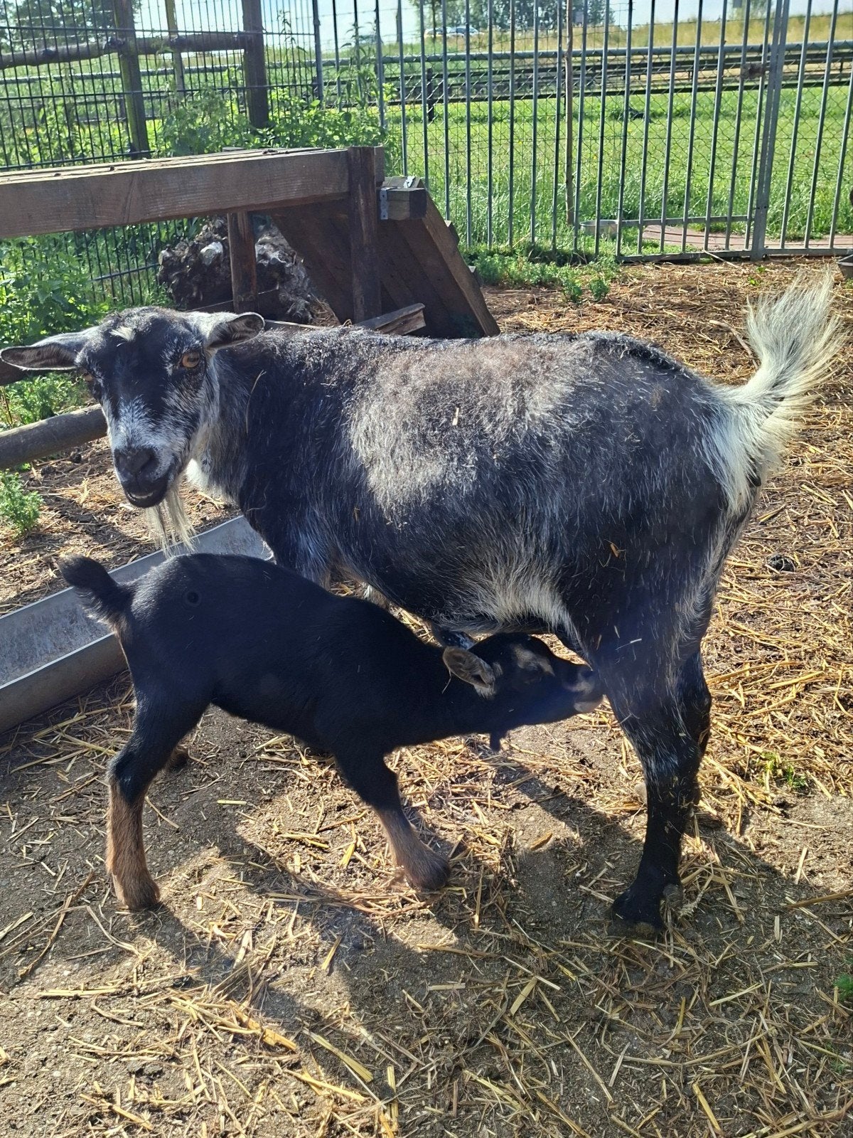 Goed tehuis gezocht voor moedergeit met bokje. Vrpr € 50, Dieren en Toebehoren, Mannelijk, Geit, 0 tot 2 jaar