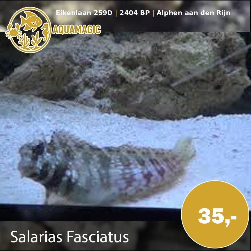 salarias fasciatus, Vis, Zoutwatervis