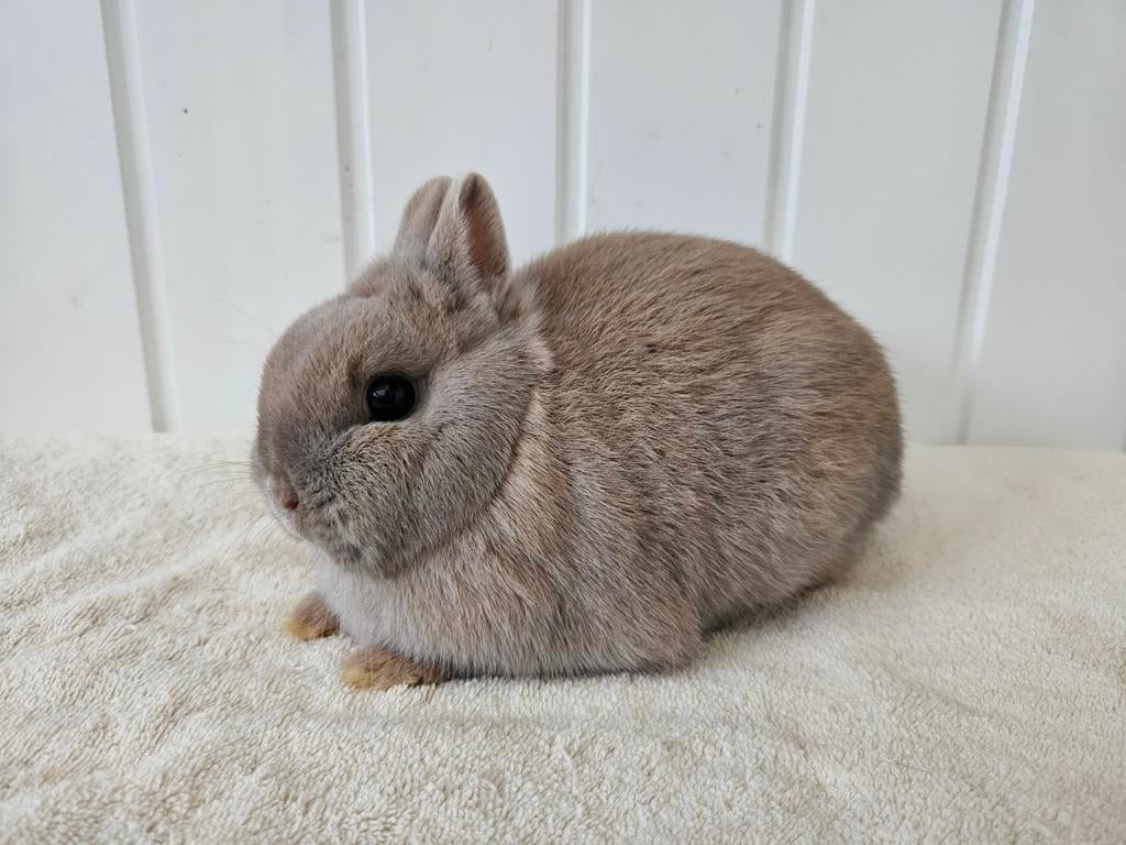 Kleurdwerg voedster, Dieren en Toebehoren, Konijnen, Vrouwelijk, Dwerg, 0 tot 2 jaar