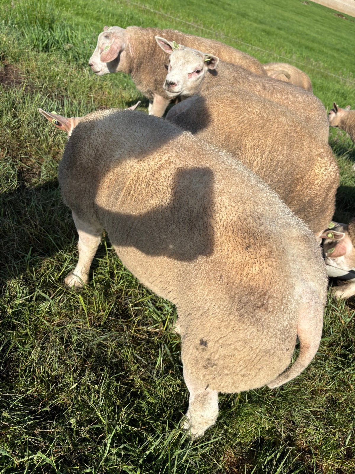 Texelaar stamboek rammen, Mannelijk, Schaap