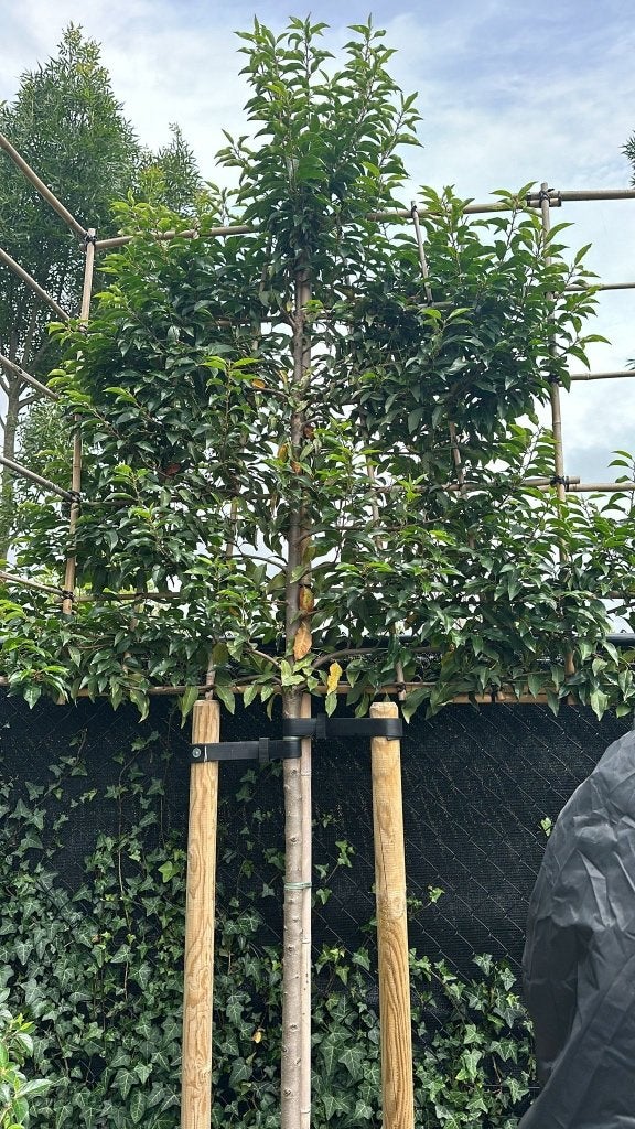 Groenblijvende leibomen-Portugese laurier- Direct van kweker, Bloeit niet, Halfschaduw, Overige soorten, 100 tot 250 cm