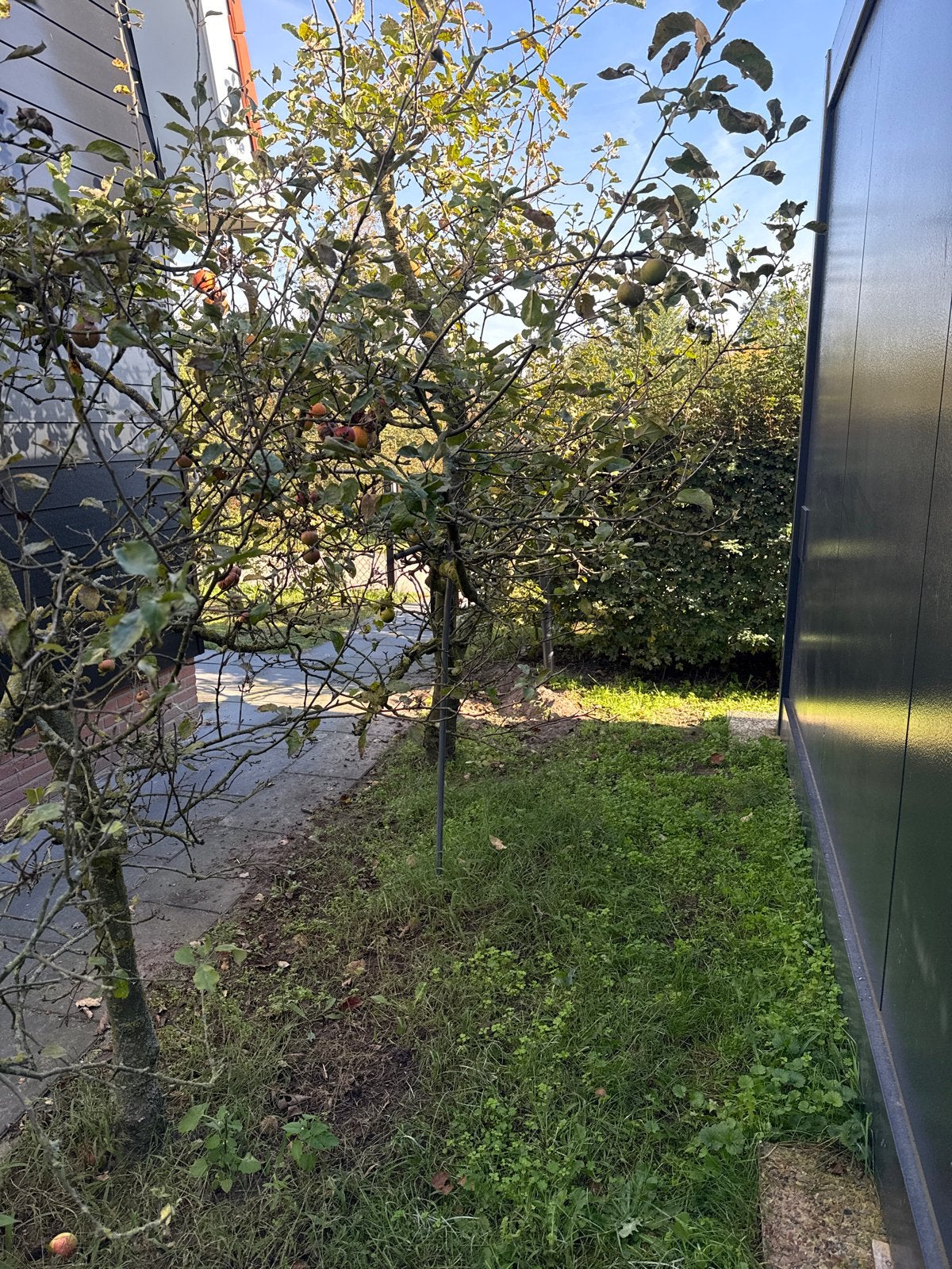 Appelboom 9 x, Ophalen, Lente, Volle zon, Appelboom