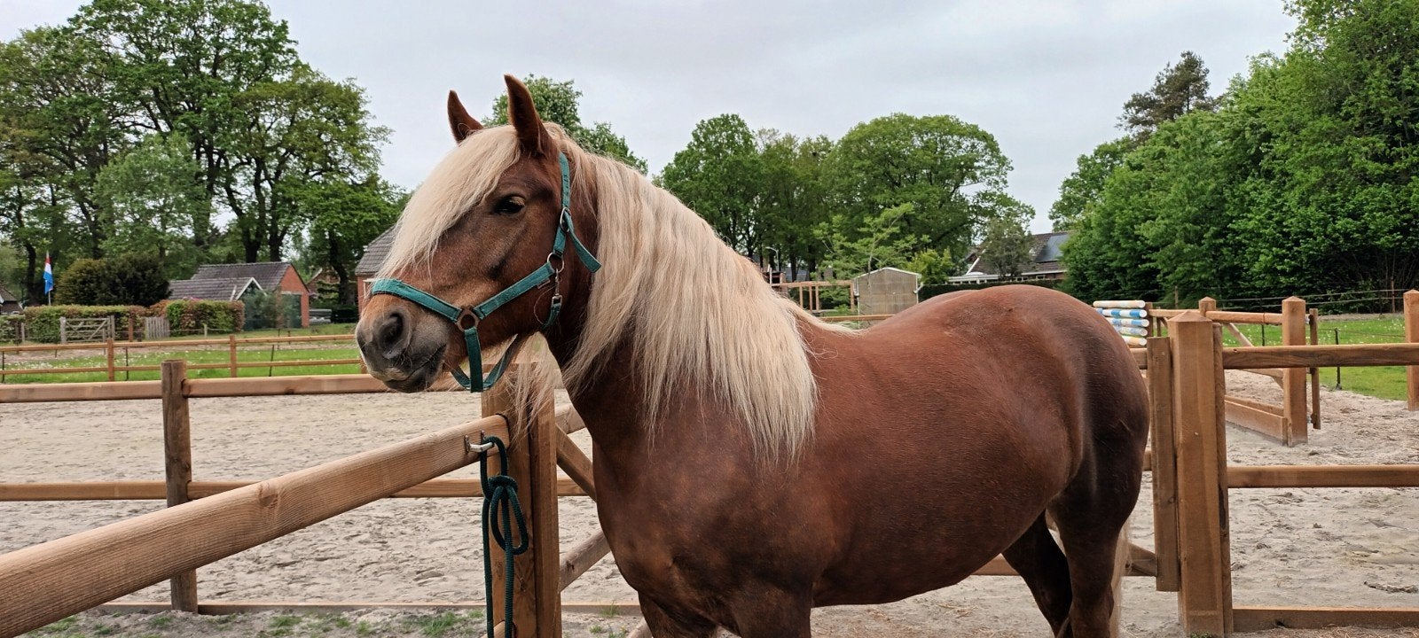 mooie Schwarzwalder Fuchs merrie, Dieren en Toebehoren, Merrie, Minder dan 160 cm, Met stamboom, 7 tot 10 jaar