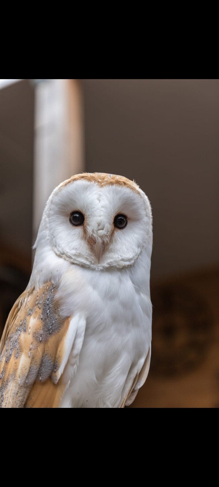 Koppel Kerkuilen, Dieren en Toebehoren, Meerdere dieren, Roofvogel, Geringd