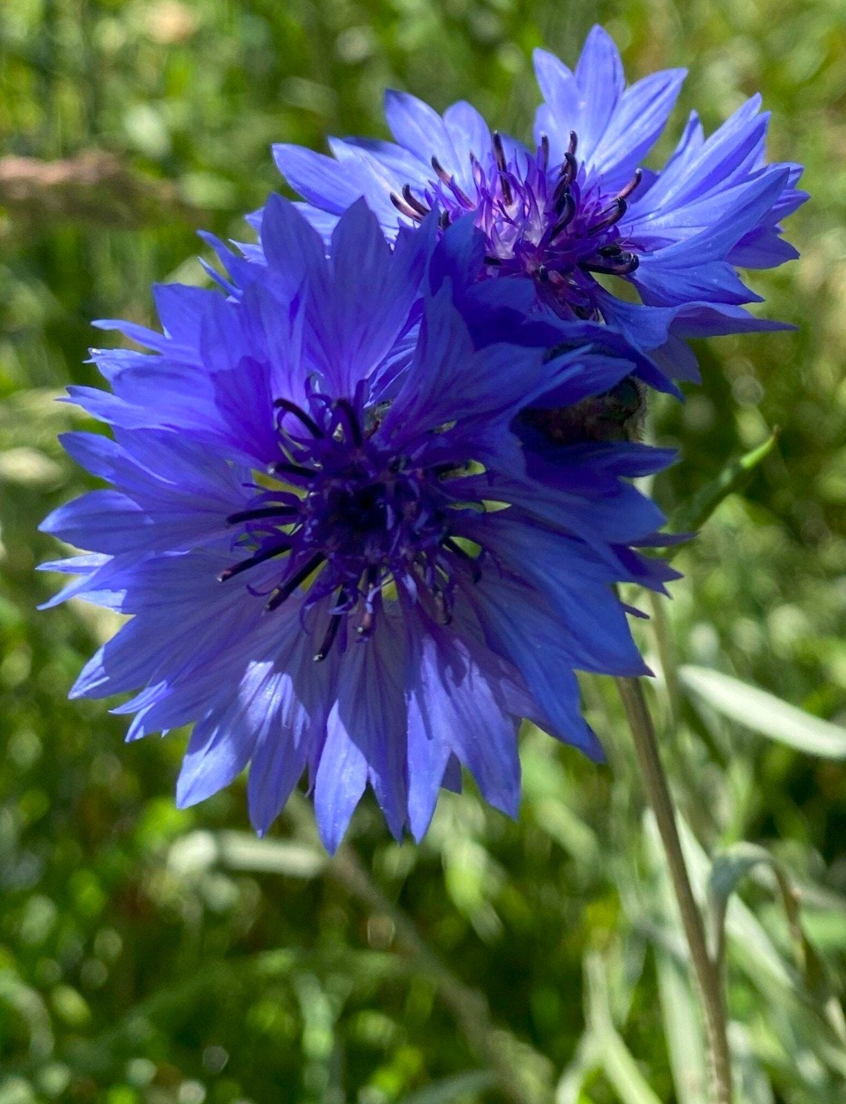 Korenbloem - Centaurea Cyanus zaden BIO, Tuin en Terras, Ophalen of Verzenden, Volle zon