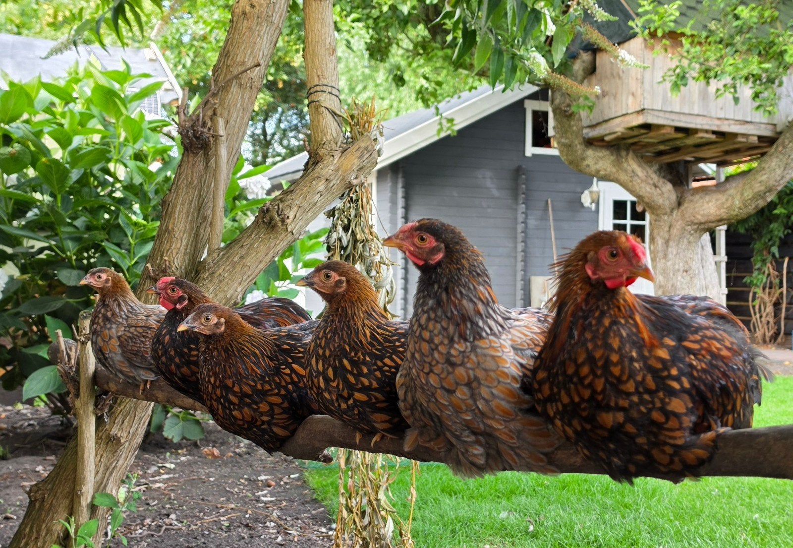 4x Wyandotte kriel, Dieren en Toebehoren, Pluimvee, Meerdere dieren, Kip