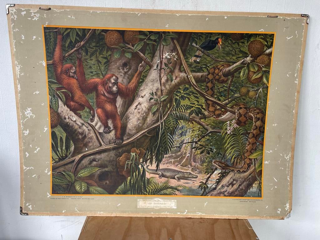 Vintage schoolplaat "Op Borneo" M.A. Koekkoek (102x75cm), Antiek en Kunst, Antiek | Schoolplaten, Ophalen, Natuur en Biologie
