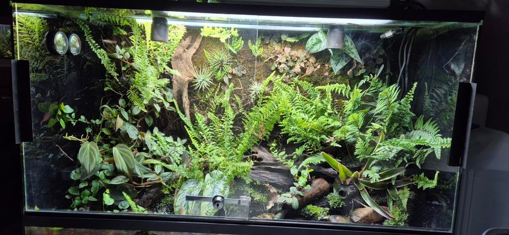 Paludarium stekken 7 voor slechts €10!, Dieren en Toebehoren, Reptielen en Amfibieën | Toebehoren, Ophalen, Nieuw, Tak, Plant, Rots of Steen