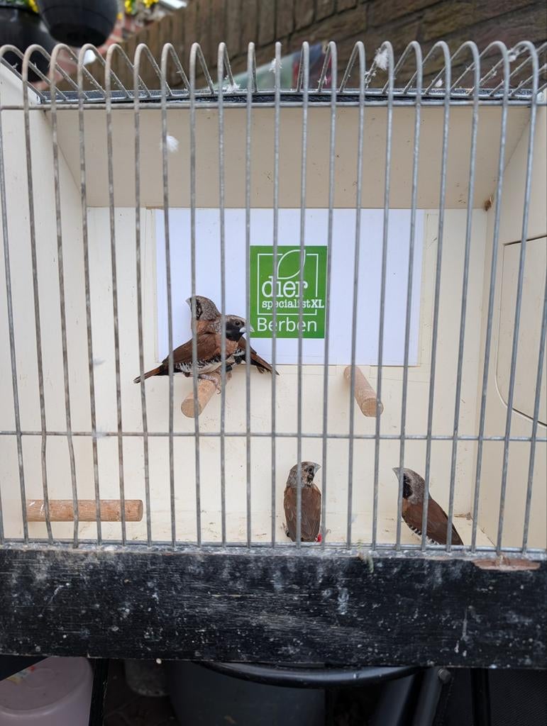 Dwerg rietvinken, Meerdere dieren