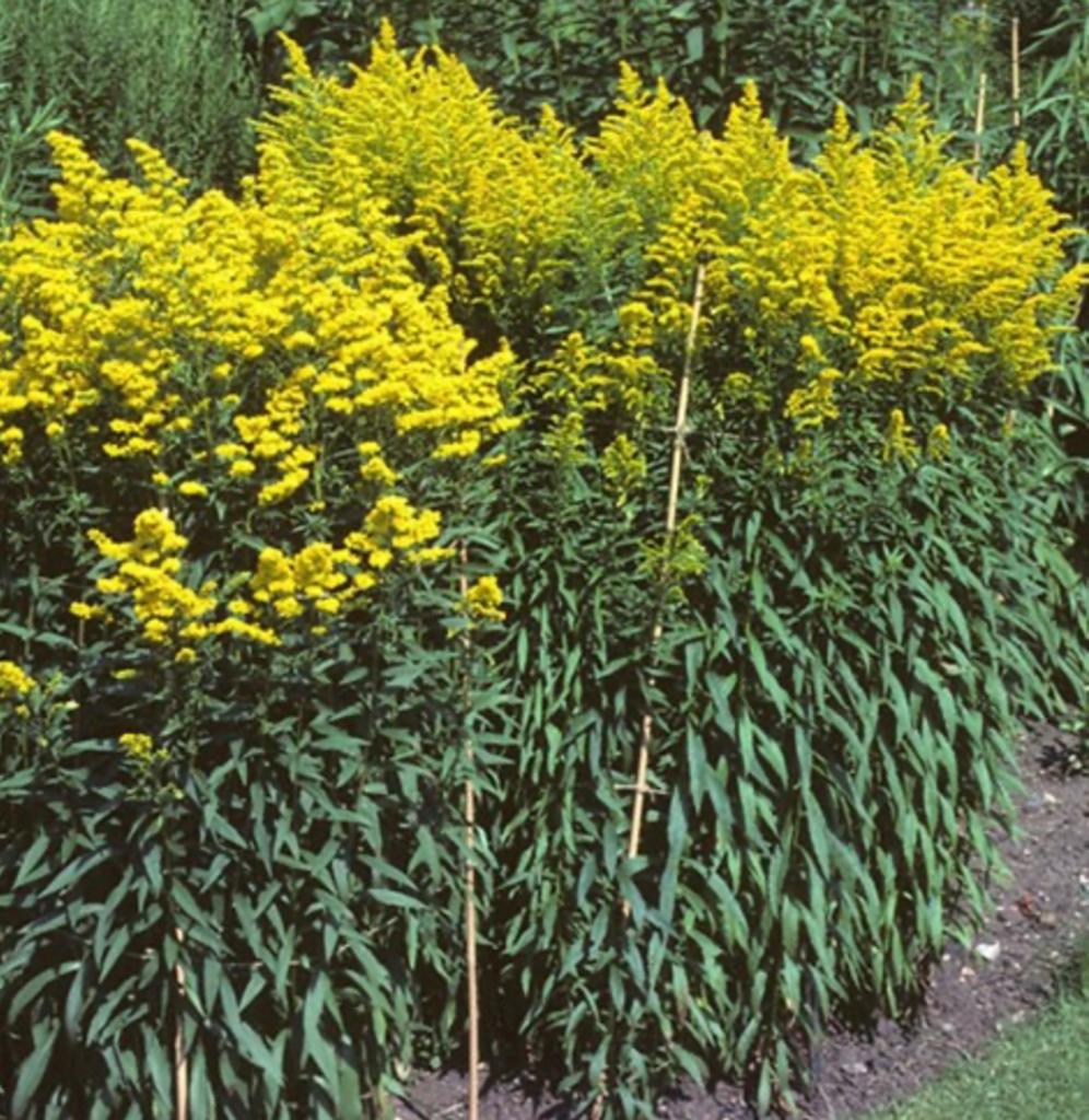 Solidago Guldenroede ruilen, Tuin en Terras, Planten | Tuinplanten, Ophalen, Overige soorten, Volle zon