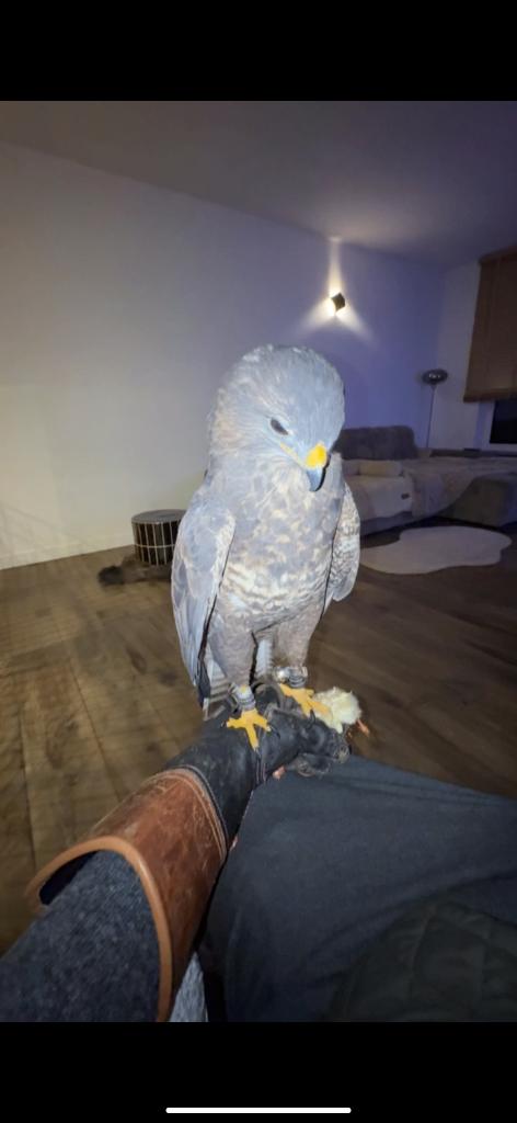 Europese buizerd, Dieren en Toebehoren, Vogels | Overige Vogels, Mannelijk, Roofvogel, Geringd