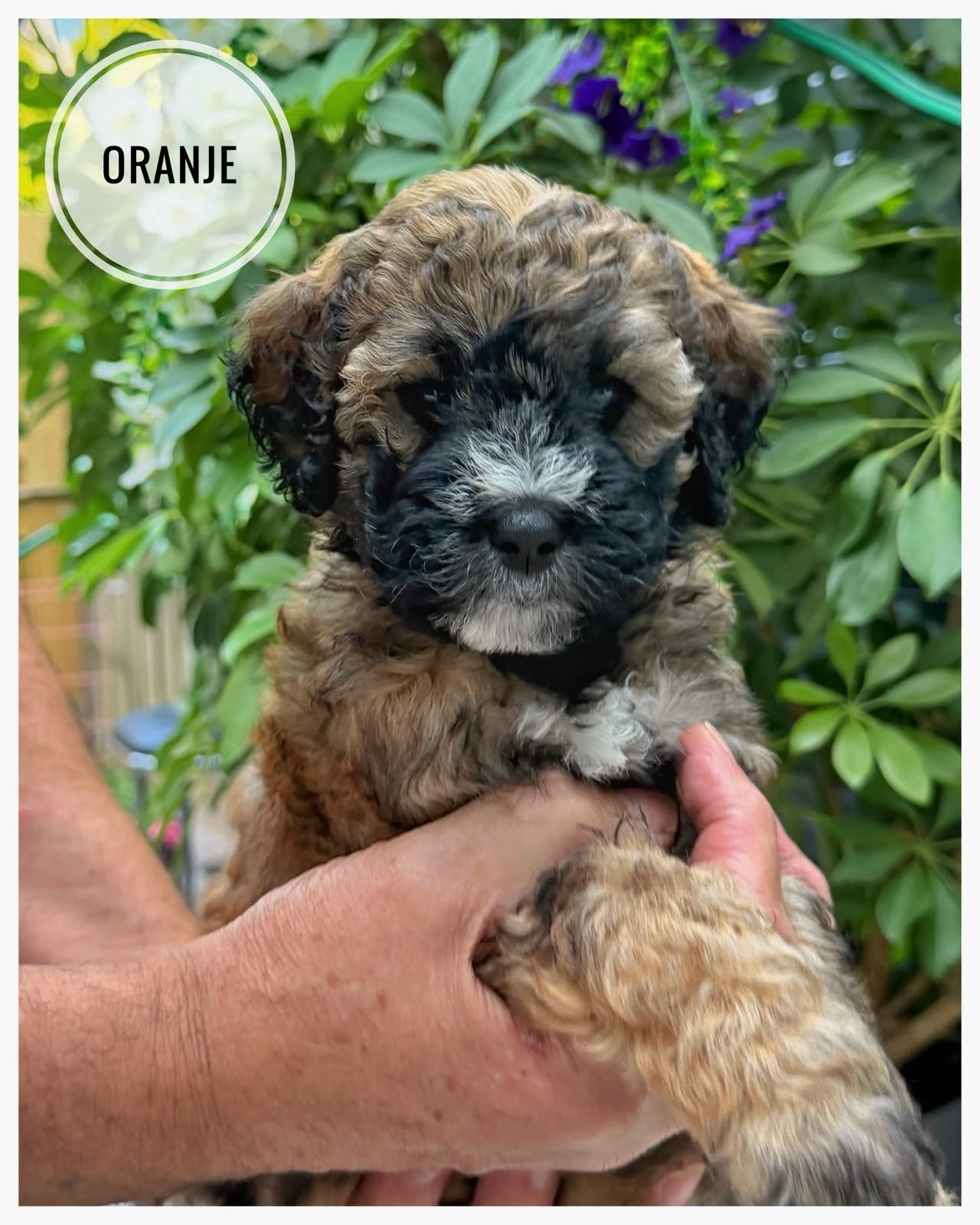 Goldendoodle F3 medium  pups geboren 18-6-2026, Parvo, Overige rassen, 8 tot 15 weken, Meerdere