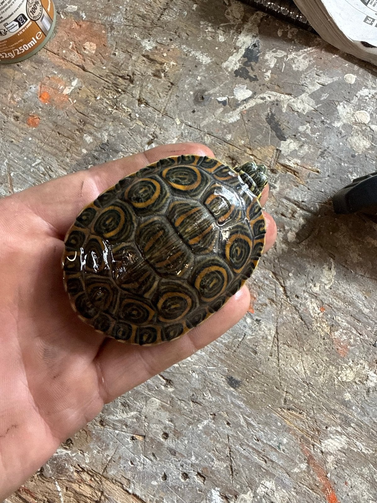 5 Meso-amerikaanse sierschildpad Trachemys venusta, Dieren en Toebehoren, Schildpad, 0 tot 2 jaar
