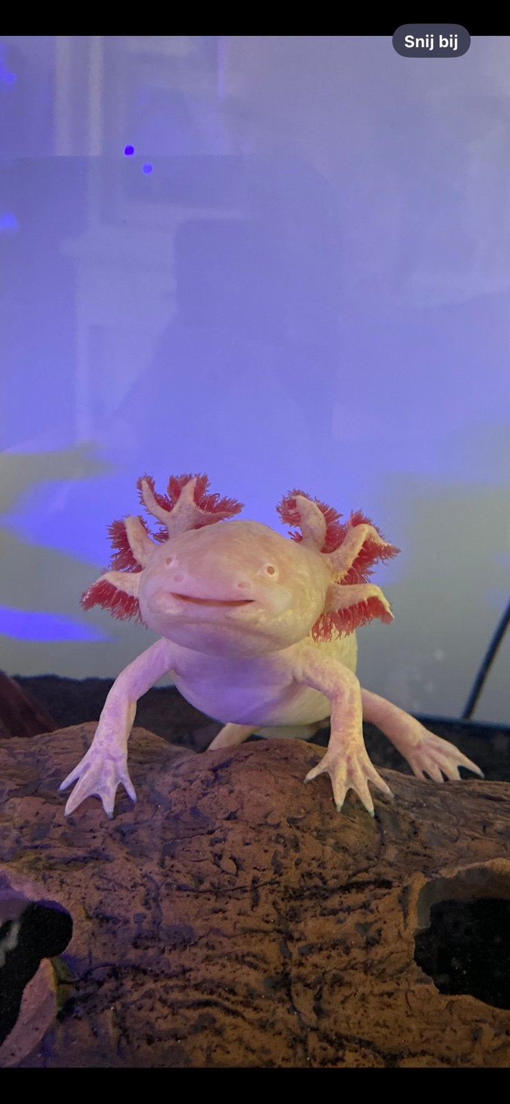 Axoltol + aquarium + aquarium kast, Dieren en Toebehoren, Amfibie, Met terrarium, 0 tot 2 jaar