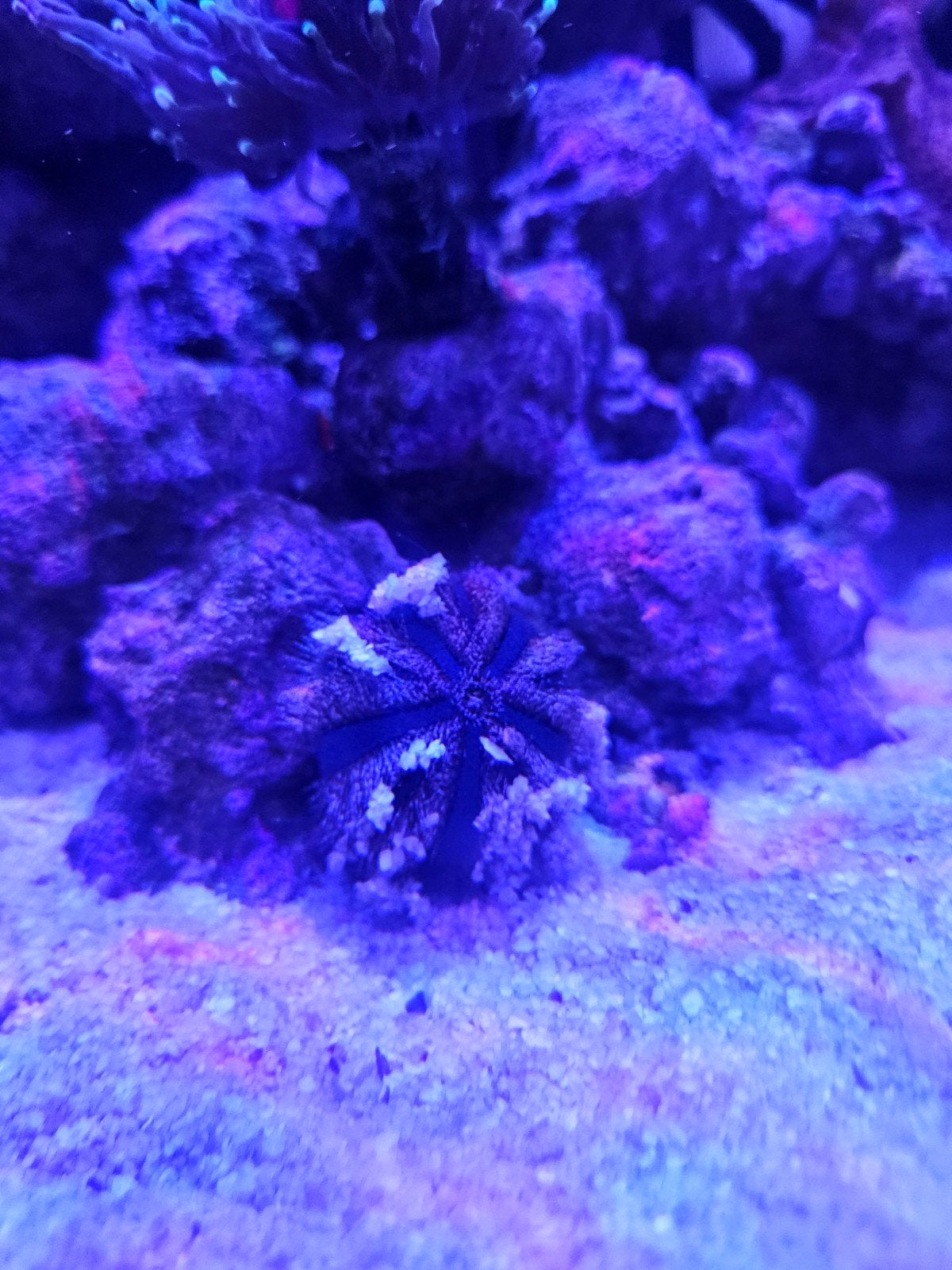 zeeegel, Vis