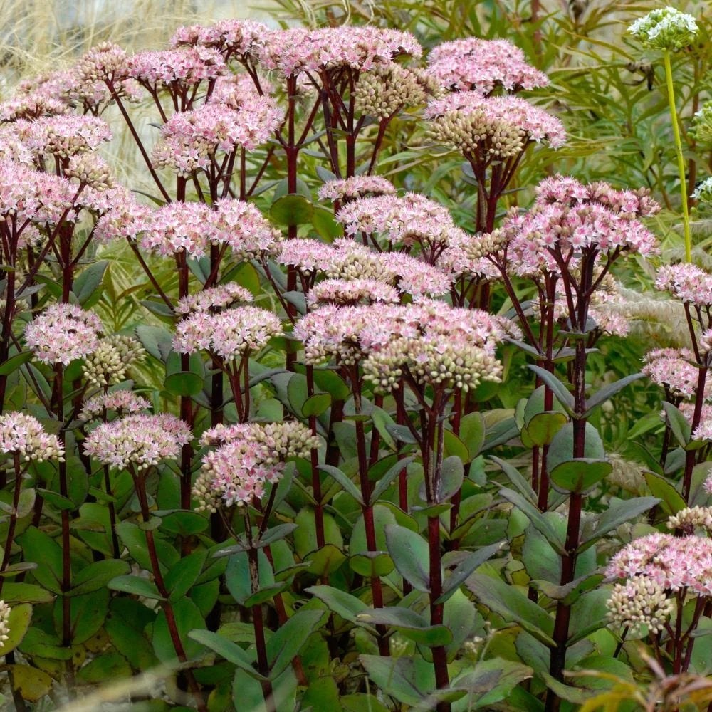 GEVRAAGD TUINPLANT sedum Matrona, Tuin en Terras, Planten | Tuinplanten, Ophalen, Overige soorten, Volle zon