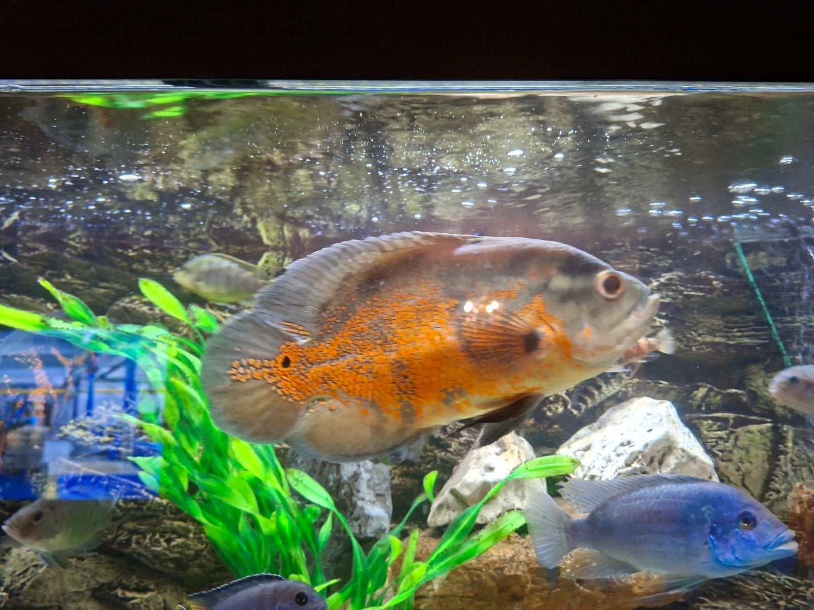 Oscar, Vis