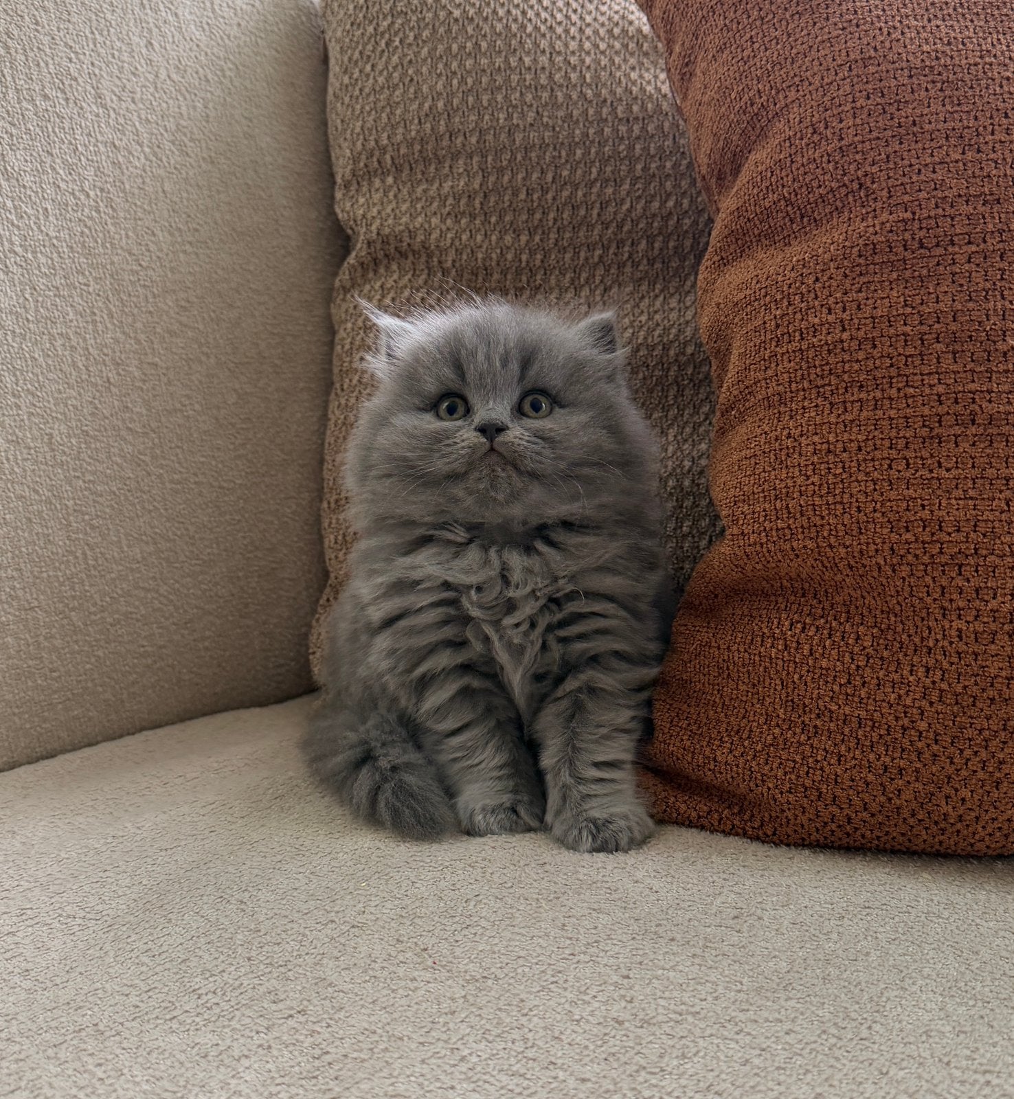 Prachtige Britse Korthaar kittens, Ontwormd