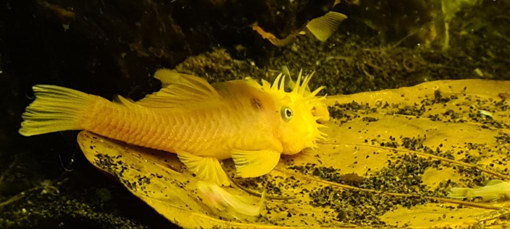 Te koop!
L144 "Blue Eyes" shortfin man., Dieren en Toebehoren, Vissen | Aquariumvissen, Vis, Zoetwatervis