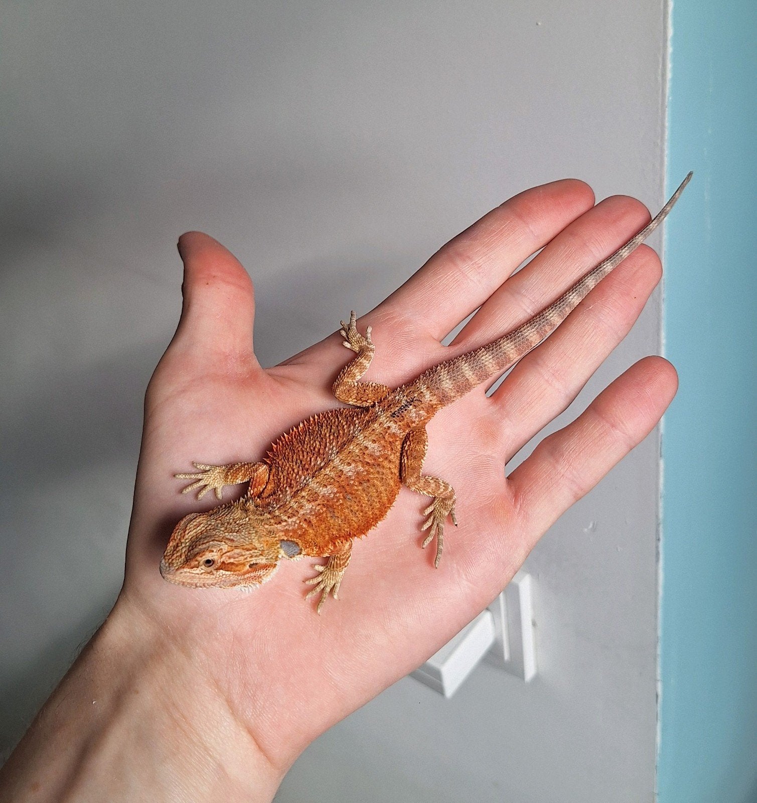 2.4 Red Hypo Jonge baardagame 2026, Dieren en Toebehoren, Reptielen en Amfibieën, Hagedis, Tam, 0 tot 2 jaar