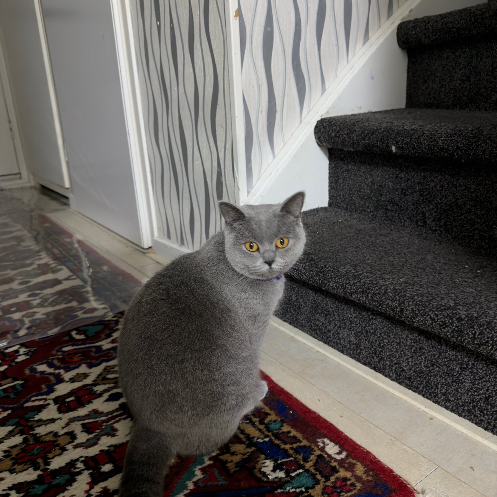 Britse Korthaar poes - Grijs, Dieren en Toebehoren, Poes, Ontwormd, 0 tot 2 jaar