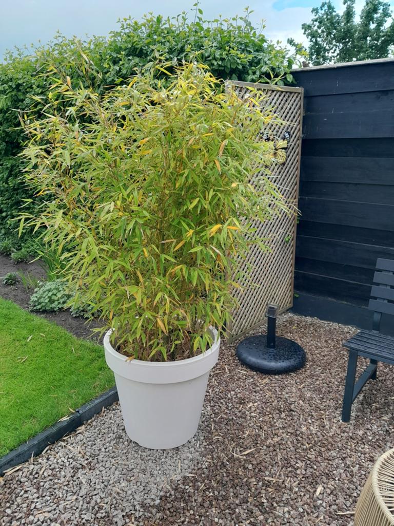 Grote planten in pot - Palm en Bamboe, Tuin en Terras, Volle zon, Vaste plant, Bloeit niet, Ophalen