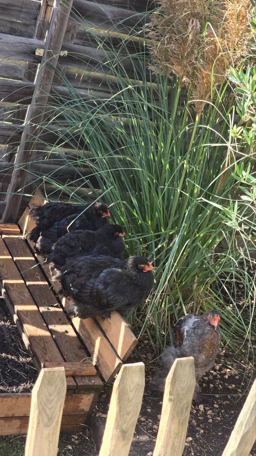 GEZOCHT! 3 Brahma groothoender hennen, Dieren en Toebehoren, Vrouwelijk, Kip