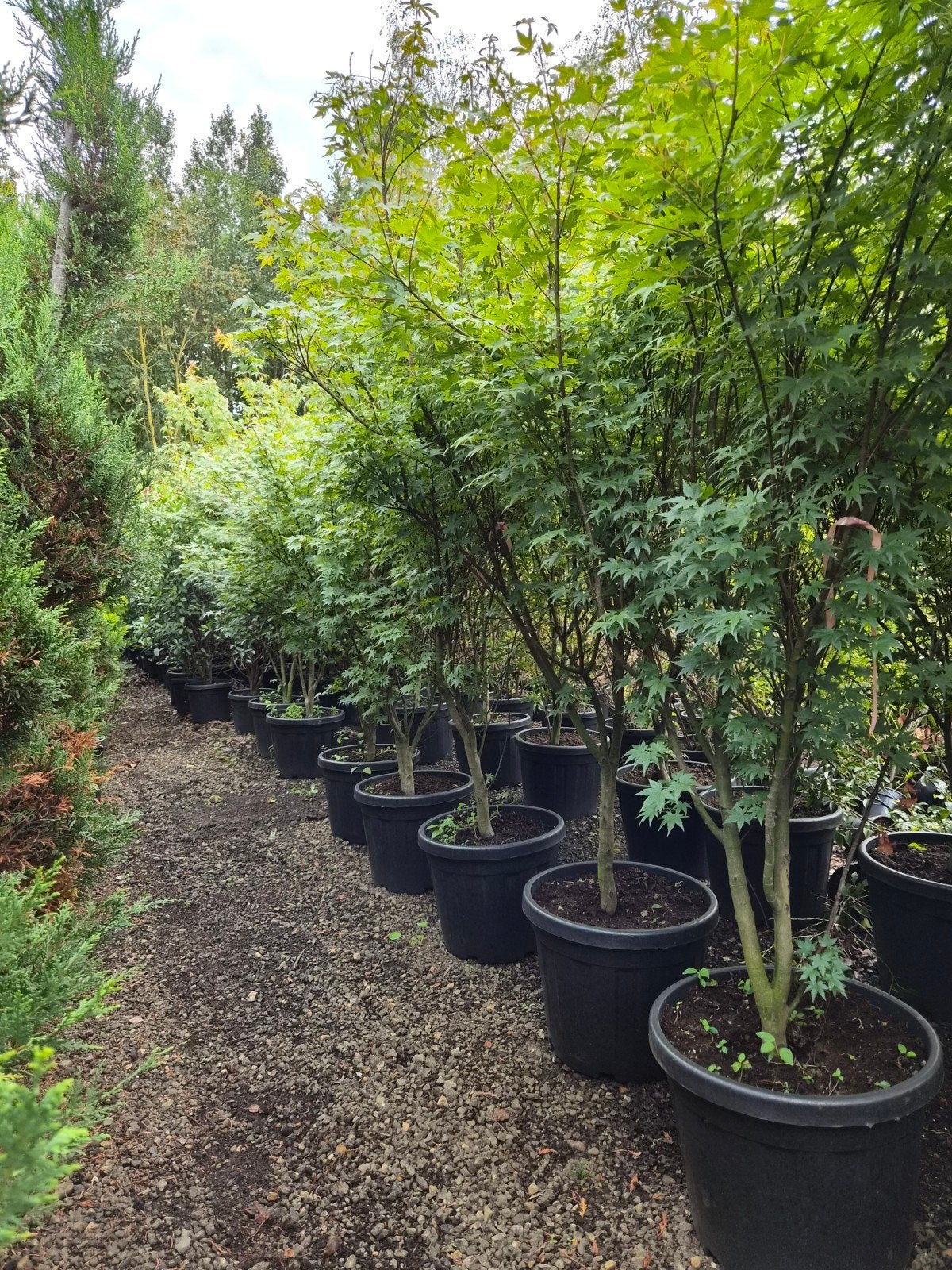 Acer Palmatum - Japanse Esdoorn in pot, Ophalen