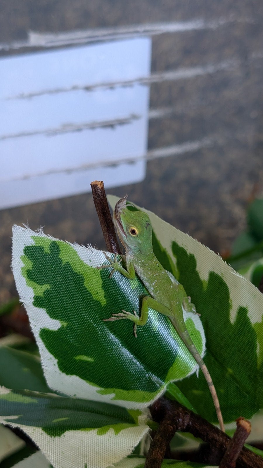 Jonge Anolis biporcatus | eigen NK, Hagedis, 0 tot 2 jaar
