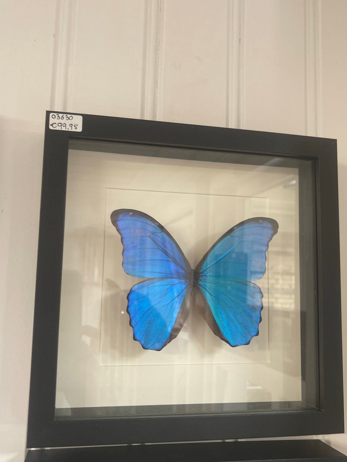 Echte vlinder in lijst, Antiek en Kunst, Ophalen of Verzenden