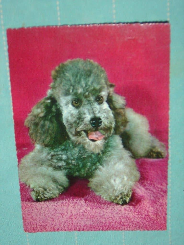21) Kleuren ansichtkaart Hond, Ophalen of Verzenden, 1980 tot heden, Gelopen, Hond of Kat