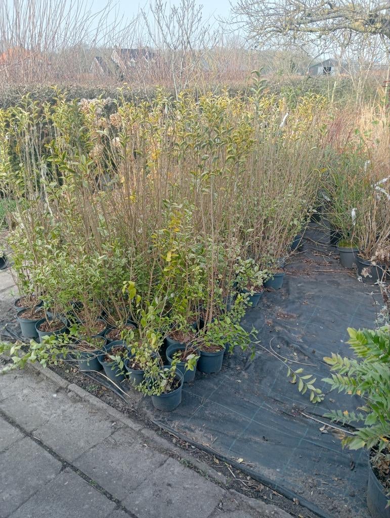 Diverse soorten heesters, Ophalen, Overige soorten, Minder dan 100 cm