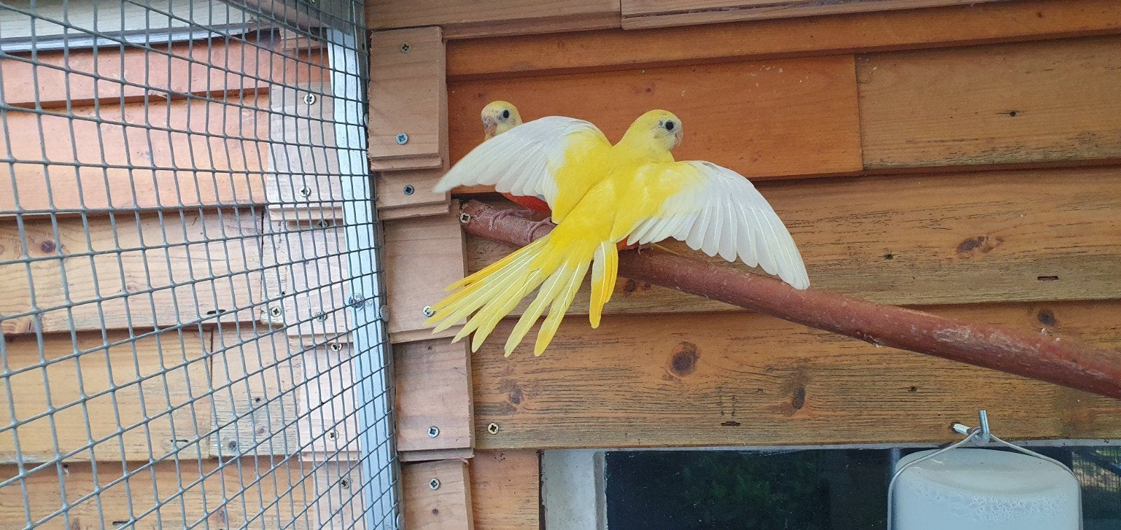 Turquosine Roodbuiken, Meerdere dieren, Parkiet