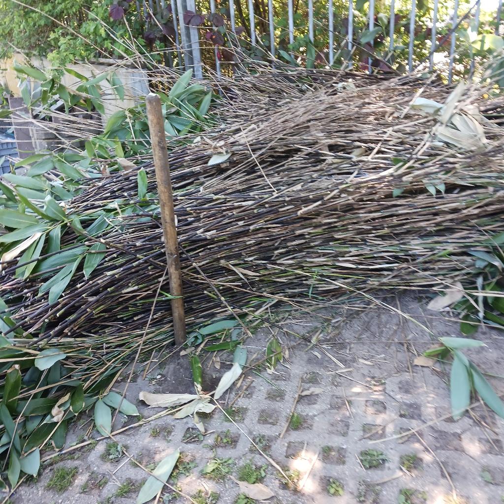 Bamboestokken, vers, grote hoeveelheid (1,5- 2 meter), Tuin en Terras, Kweekspullen, Ophalen, Nieuw, Overige typen