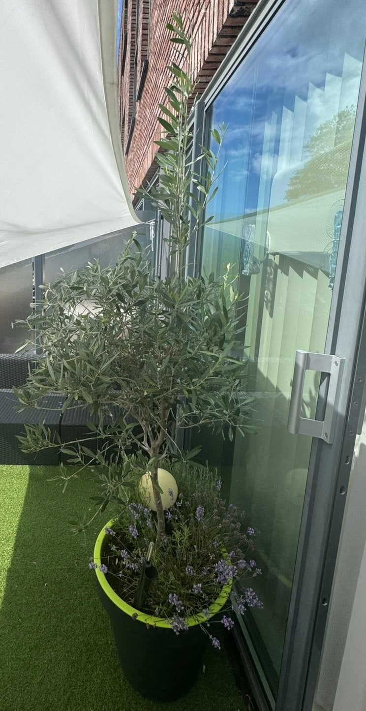 Olijfboom met pot en lavendel, Ophalen, Zo goed als nieuw, Minder dan 5 meter