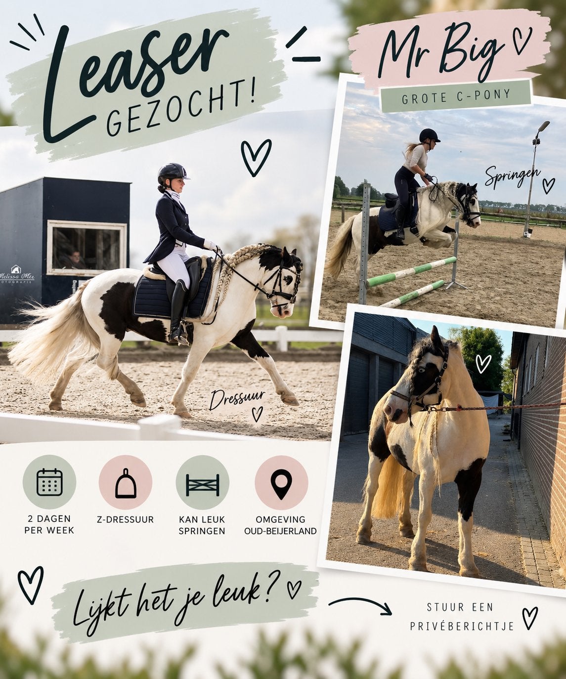 Lease pony, C pony, Ophalen of Verzenden, Nieuw, Dressuur