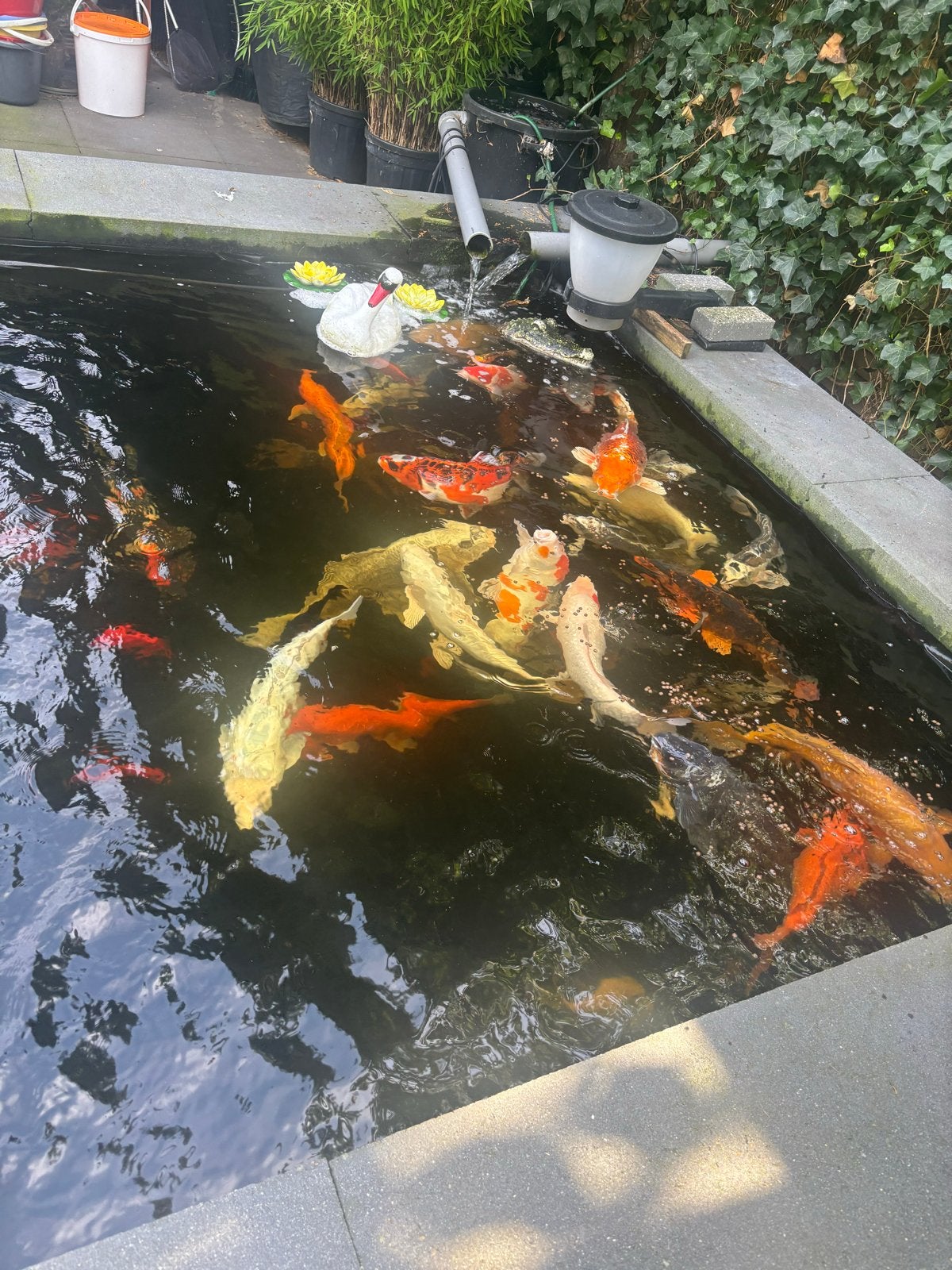Japanse koi vijver 35-40 kois, Karper of Koi