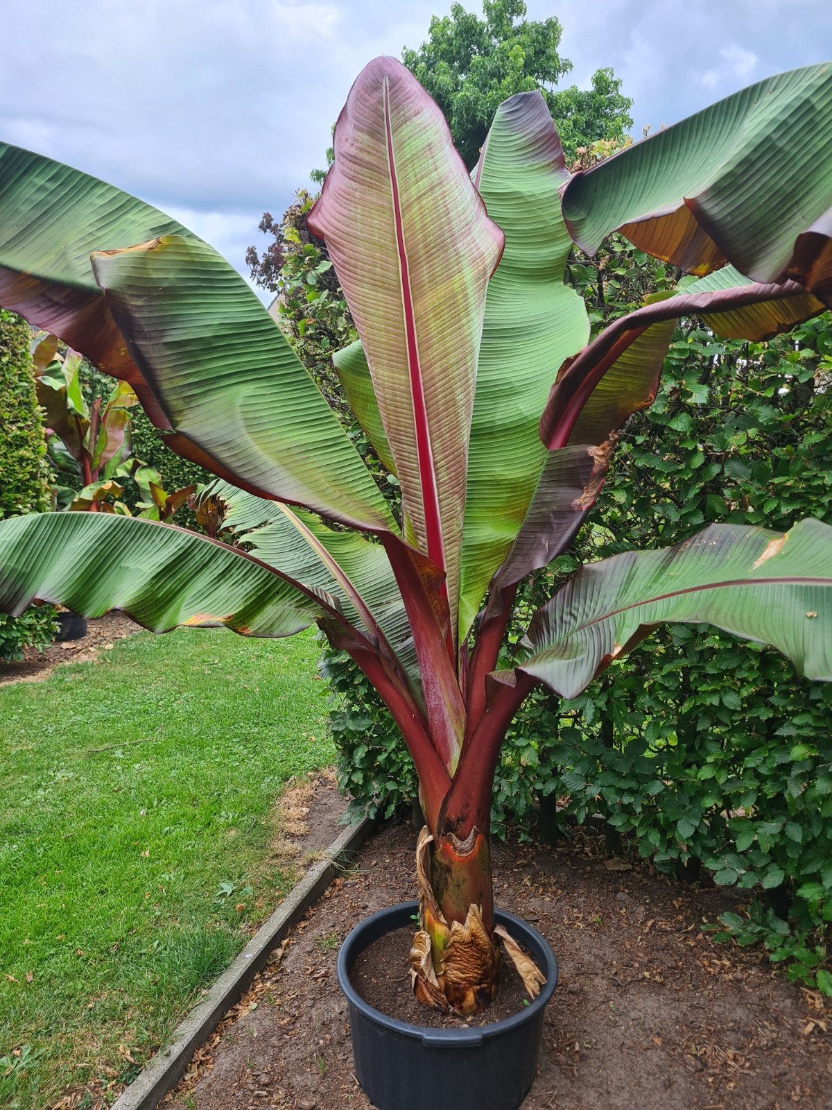 Ensete vitricosem maurelli, Tuin en Terras, Planten | Tuinplanten, Overige soorten, Volle zon, Ophalen